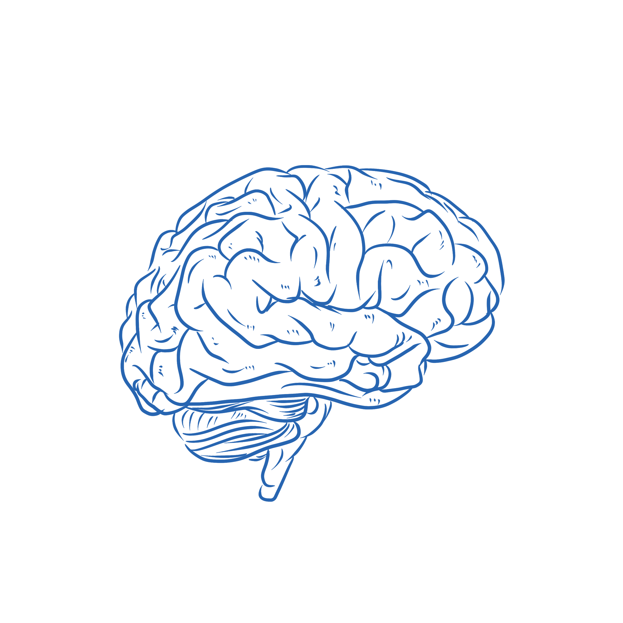 Brain